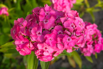 Pink Sweet William Blooming in Summer