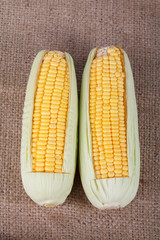  Fresh sweet corn on sack background