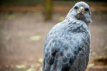 Crowned Solitary Eagle, Puerto Iguazu, South America