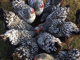 cochin chickens eating from a bowl