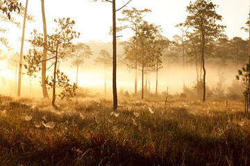 Fototapeta na wymiar morning sunrise in dark pine forest