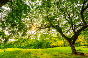 Fototapeta na wymiar Green public park outdoor with tree and sky
