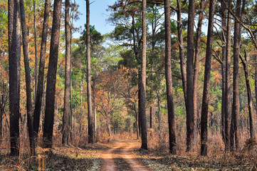 Obraz premium Dirt Road through the pine forest at Thung Salang Luang National