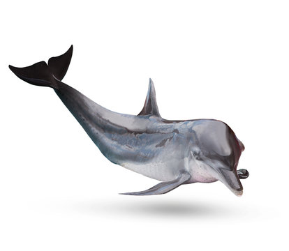 full body of sea dolphine isolated white background