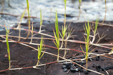 grass and rock