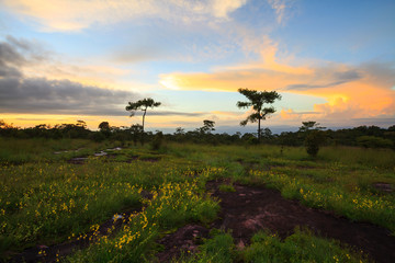 Fototapeta na wymiar landscape sunset and flowers at Phu Hin Rong Kla National Park,P