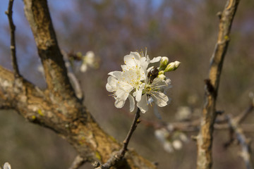 White plum flowers blooming on the tree