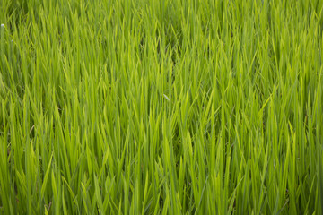 Green leaves of rice field as the background