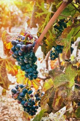 Grapes in vineyard