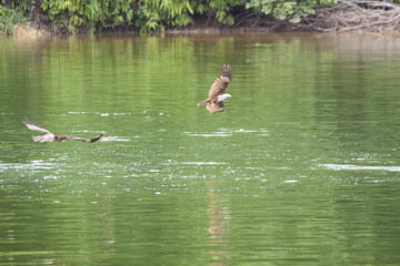 Brahminy kite, Red-backed sea-eagle flying over the water