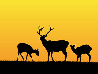 Fototapeta na wymiar Deer background