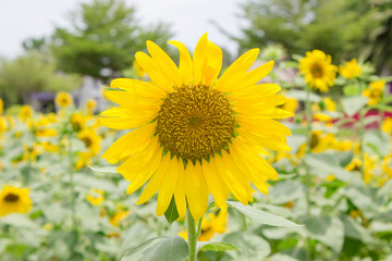 Sunflower in garden