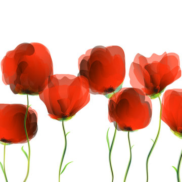 Dancing poppies over white background