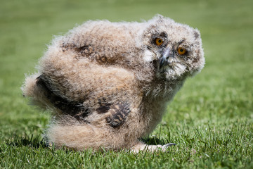 1 month old eagle owl chick standing on grass at ground level staring at the camera
