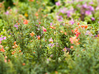 blurred flowers