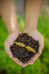 Coffee beans and coffee plant  in hands