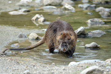 Nutria Biberratte Sumpfbieber