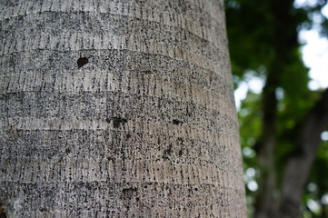 Tree trunk with blurred background