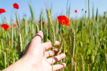 Wheat field and poppies