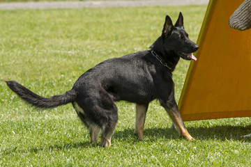 German Shepherd in Police Dog Training
