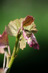 Grape vine in bloom