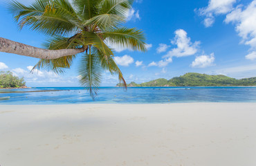Plakat cocotier penché sur plage des Seychelles 