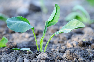 Cabbage seedling