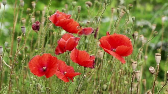 coquelicots
