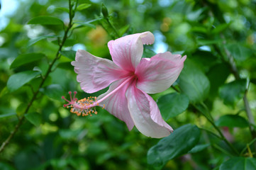 Pink Hibiscus flower, Hibiscus sp., Central of Thailand