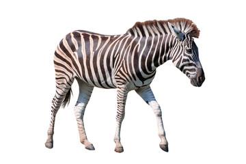 Fototapeta na wymiar side view full body of african zebra standing isolated white bac