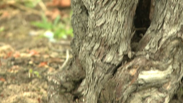 d&eacute;tail d'un vieux cepage