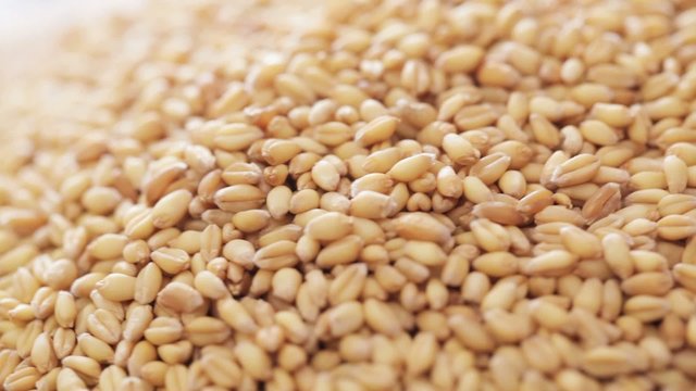 HD 1080 footage: wheat seed at rotating display closeup