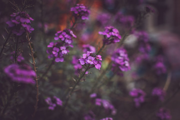Fototapeta na wymiar Colorful flowers background.