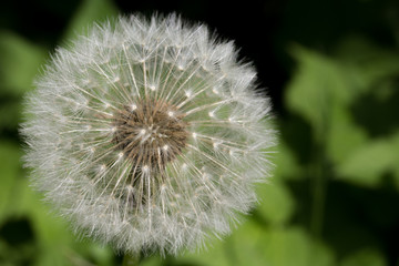 Pusteblume