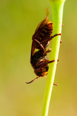 Vespa Crabro Calabrone