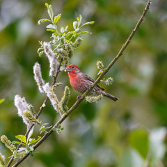 A House Finch perched on a branch showing off red plumage.
