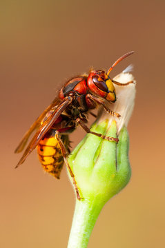 Vespa Crabro Calabrone