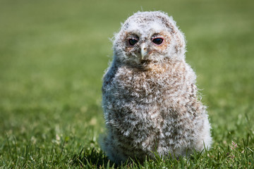 A young tawny owl chick 10 days old looking content
