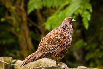 Female Pheasant