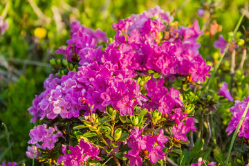 Rhododendron Carpathian.