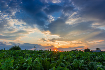 Sunset on field background