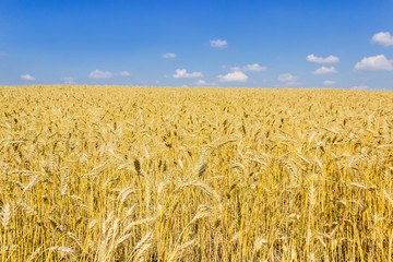 Wheat field