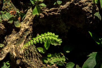 The early seedlings