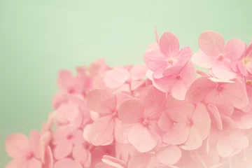 Papier Peint photo autocollant Hortensia sweet color hydrangea in soft and blur style for background