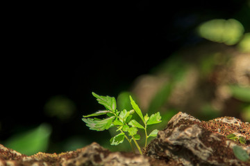 The early seedlings