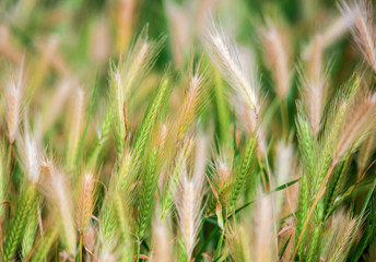 Summer nature wheat grass field landscapes rural