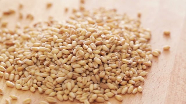 HD 1080 footage: wheat seed at rotating display closeup