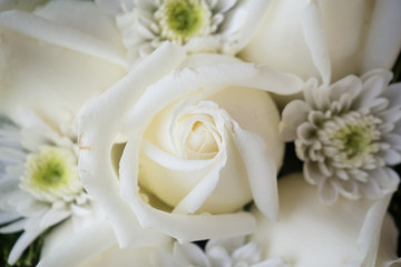 White Rose