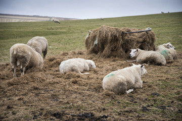 Fototapeta premium Sheep grazing in farm landscape on sunny day in Peak District UK