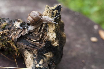 Moving snail on a dry log in the forrest